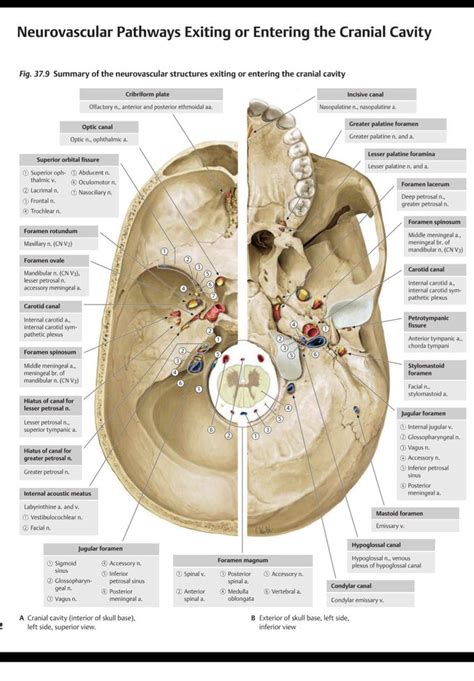 Foramina of the cranium and the structures passing through - MEDizzy