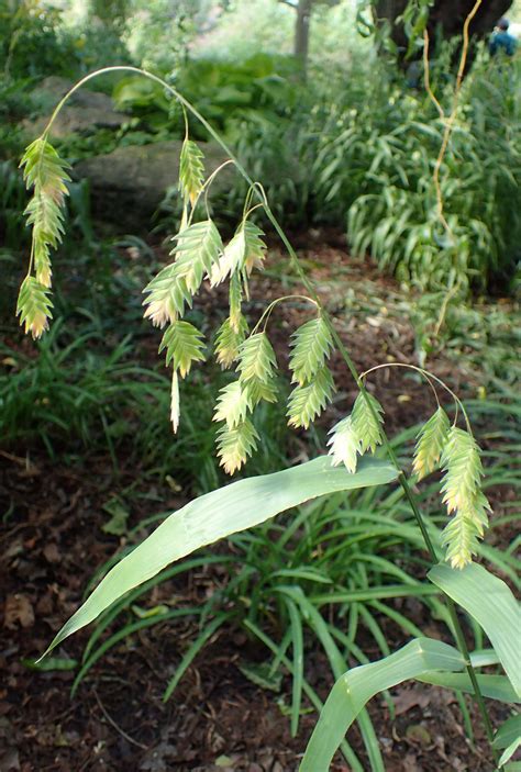 Chasmanthium latifolium | Wychwood Tasmania