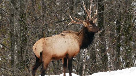 Study Finds Elk Hoof Disease May Affect Antlers | Rocky Mountain Elk ...