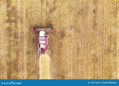 Aerial View Drone of Harvest Field with Tractor Mows Dry Grass. Autumn Yellow Field with a ...