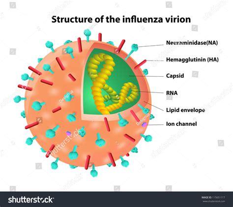 Structure Of The Influenza Virion. Virus. Vector - 115651117 : Shutterstock