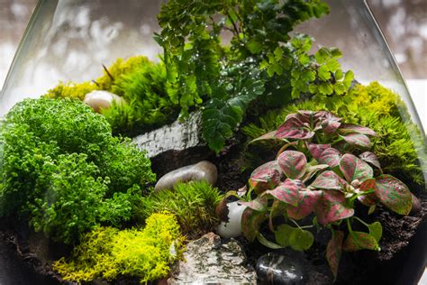 10 Easy Closed Terrarium Plants | Sprouts and Stems