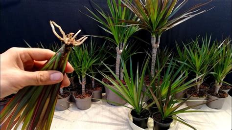 How to grow Dracaena plants from cuttings | Dracaena plant, Draceana plant, Dracaena