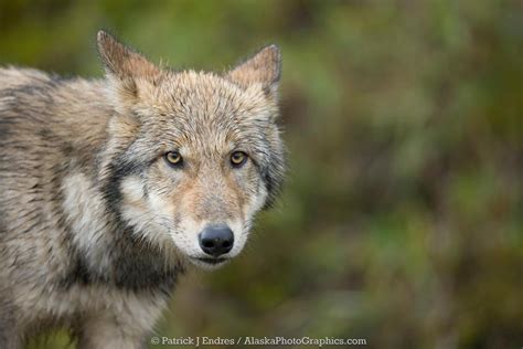 AlaskaPhotoGraphics | Wolf pup portrait