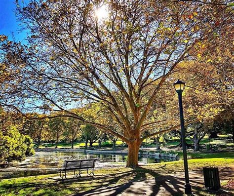 Hyde Park, Perth | Tree, Park, Hyde park