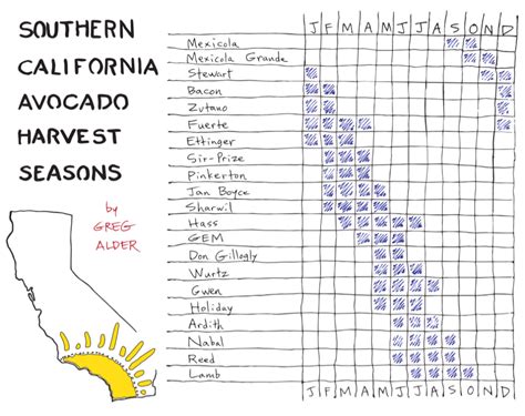 When to pick avocados - Greg Alder's Yard Posts: Southern California food gardening