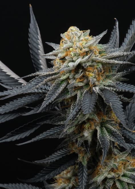 Peach Tree Strain Info / Peach Tree Weed By Perfect Tree - GrowDiaries