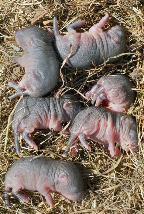 Babies of mouse 3. A close up of the very little babies of mouse , # ...