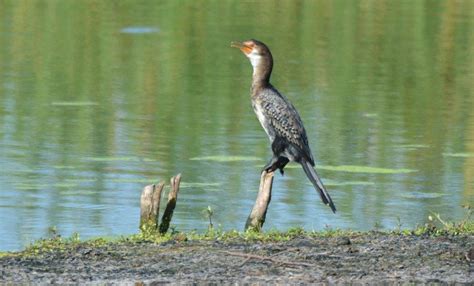 Umbogavango Nature Reserve. – BirdLife eThekwini KZN