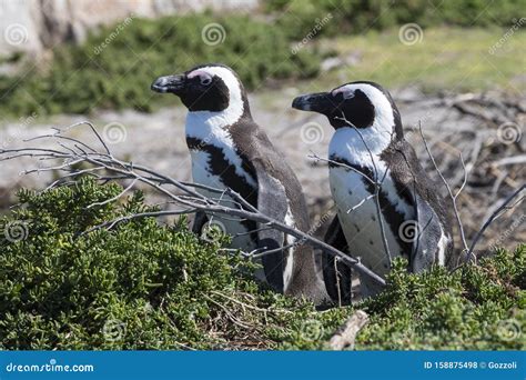 African Penguin Breeding Pair, Spheniscus Demersus, at Stony Point ...