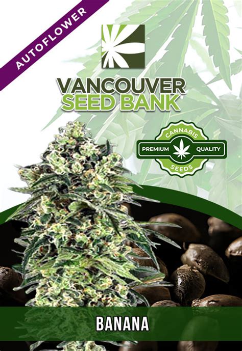 Banana Strain Autoflowering Feminized Marijuana Seeds | Vancouver Seed Bank