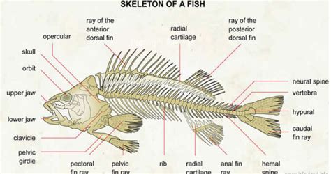 How Many Bones in Fish