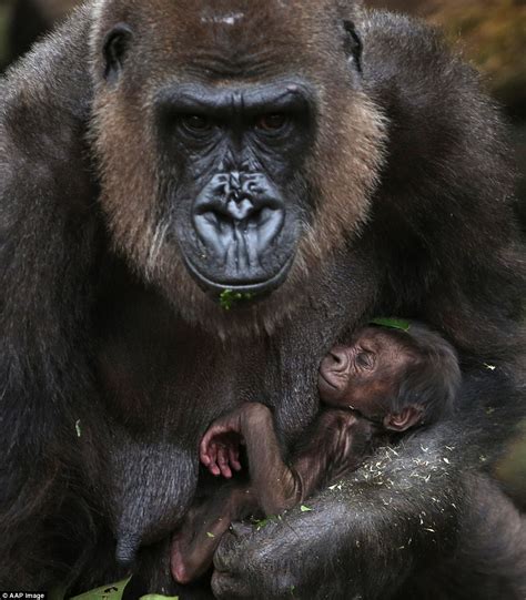 Baby gorilla born at Taronga Zoo | OverSixty