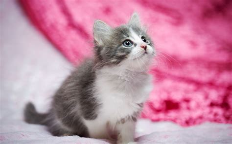 Pink Kitten Wallpapers - Wallpaper Cave