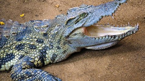 More about St Lucia Crocodile Centre | TravelGround