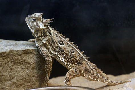 Texana Thursday: 3 Things You Might Not Know about Texas Horned Lizards ...