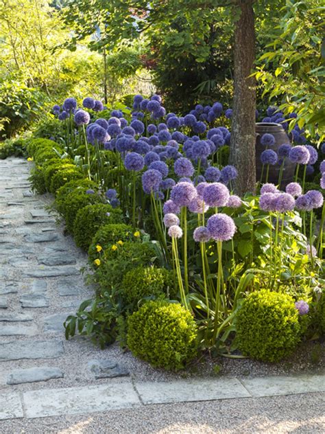 Allium - en pryd i alle haver | Beautiful gardens, Dream garden ...