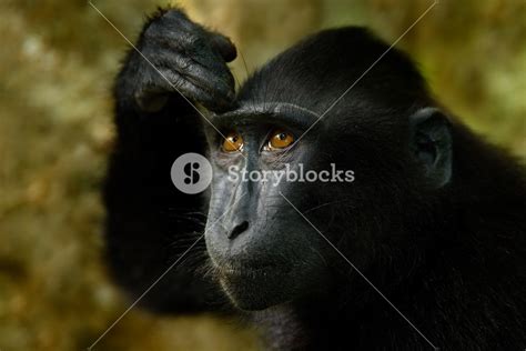 Celebes crested Macaque, Macaca nigra, black monkey, detail portrait ...