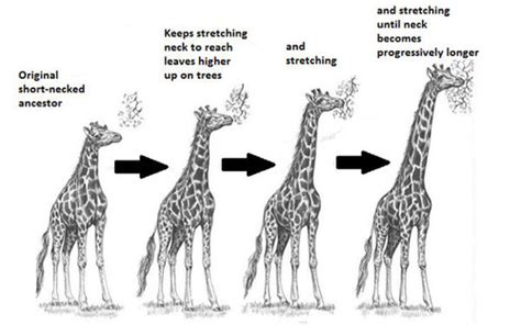 PSYC001 Special Lecture - Evolution Flashcards | Quizlet