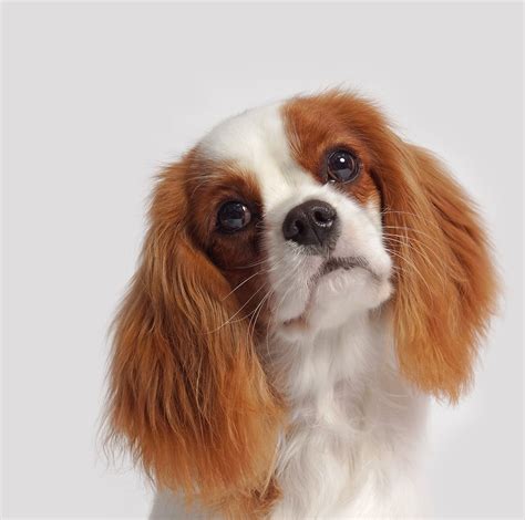 Cavalier King Charles Spaniel Rescue QLD