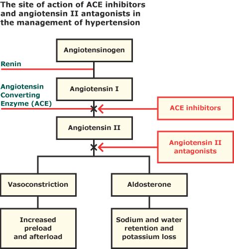 Mechanism of Action of ACE inhibitors in Heart Failure and MI | Time of ...