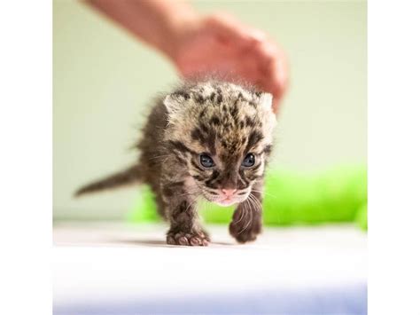 Clouded Leopard Mother And Cubs