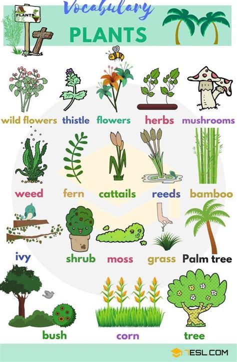 Review Of Plants Name In Hindi And English 2023