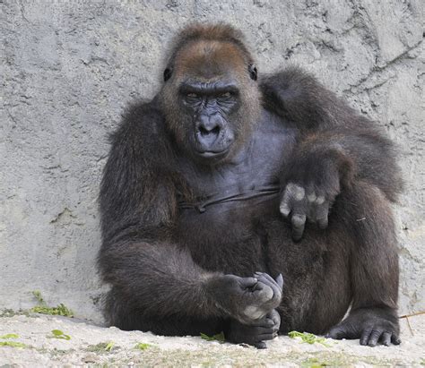 Gorilla Thinking Free Photo Download | FreeImages