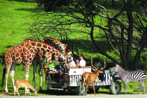 Fossil Rim Wildlife Center (Glen Rose) - 2021 All You Need to Know Before You Go (with Photos ...