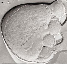 Nanoarchaeum - microbewiki