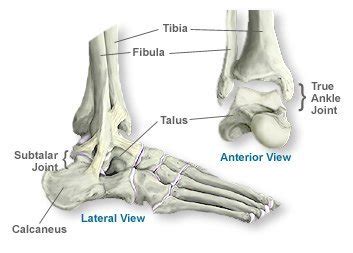 Ankle Bone Anatomy - AOA Orthopedic Specialists