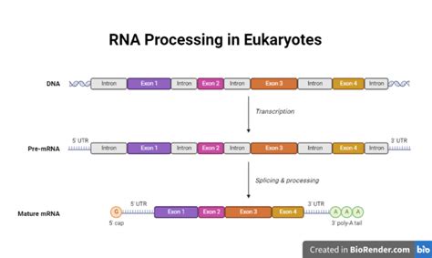 RNA Splicing- Definition, Process, Mechanism, Types, Errors, Importance - Sciencevivid