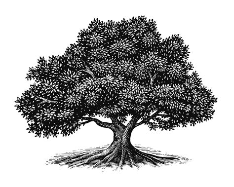 The Tree Illustration Collection by Steven Noble on Behance