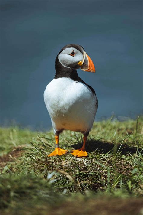 Puffin bird with fish | Free stock photo - 1205997