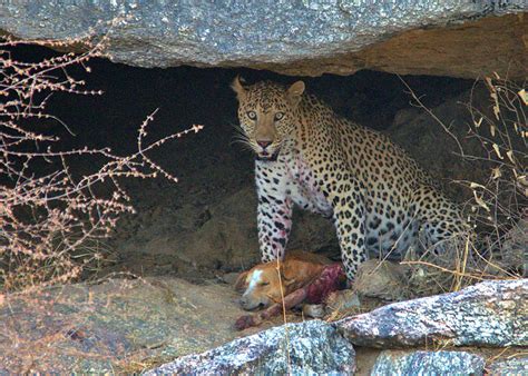 A Cat Among the Dogs — Leopard Diet in a Human-dominated Landscape ...