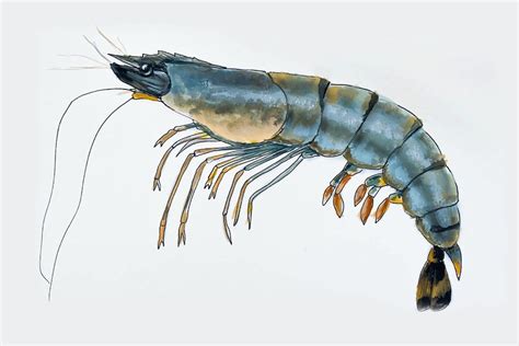 Shrimp anatomy - Shrimps