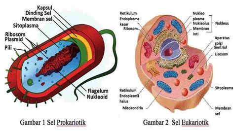 Perbedaan Prokariotik Dan Eukariotik