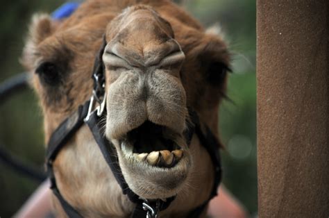 Camel Face Free Stock Photo - Public Domain Pictures