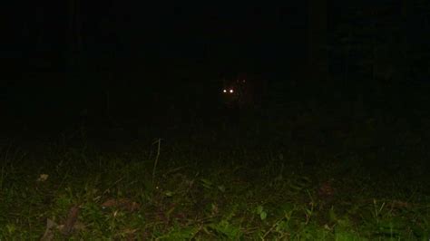 Viral pic shows eyes of animals glowing in dark. Can you guess what ...