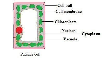 (a) Draw a diagram of a 'palisade cell' (b) Label- vacuole, chloroplast ...