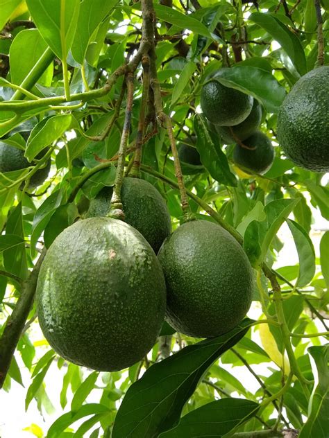 mature-reed-avocados-on-tree-in-summer-1 - Greg Alder's Yard Posts: Food Gardening in Southern ...