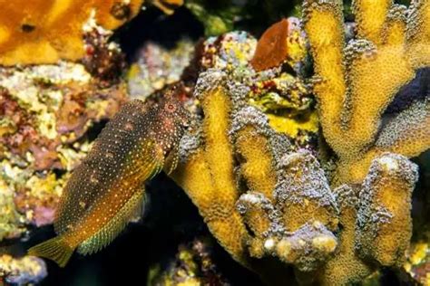 Starry Blenny aquarium care guide--Saltwater Aquarium Blog