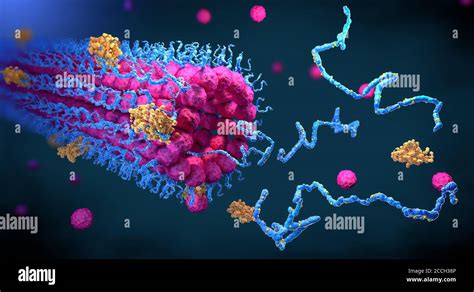 Protein enzymes fold into their structure to fulfill their function ...