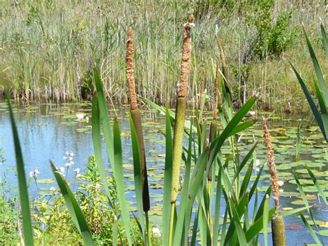 Toronto Wildlife - Cattail Family