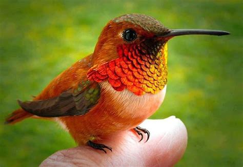 Smallest Bird In The World The Bee Hummingbird Cuba