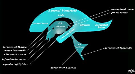 Occipital Horns | Brain