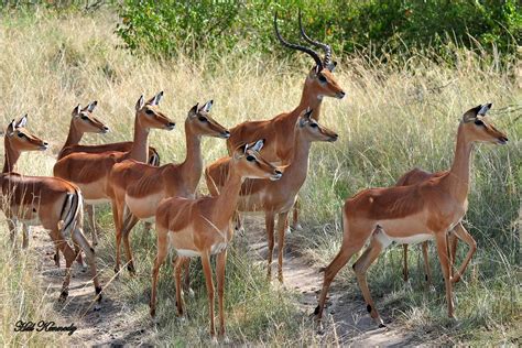 Impala • Antelope • Animals in Uganda • Safari Travel Guide