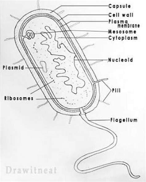 Prokaryotic Cell Diagram