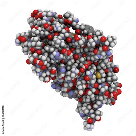 Human placental lactogen (HPL, human chorionic somatomammotropin Stock ...