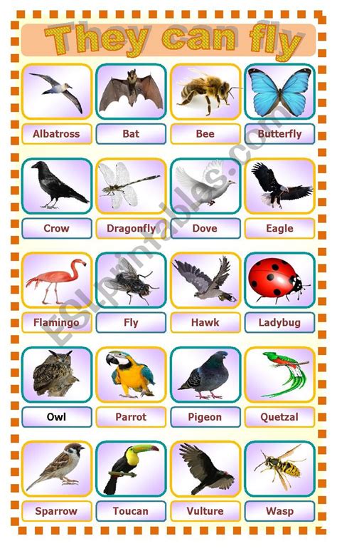 Top 146+ List of animals that can fly - Merkantilaklubben.org